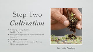Step Two	

Cultivation
• 9 Young Living Farms	

• Co-Op Farms	

• Young Living work in partnership with
farmers	

• Stringent processes	

• Co-Op farmers are trained in Young
Living’s expectations
Lavender Seedling
 