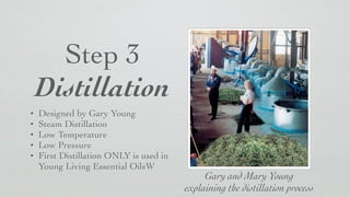Step 3	

Distillation
• Designed by Gary Young	

• Steam Distillation	

• Low Temperature	

• Low Pressure	

• First Distillation ONLY is used in
Young Living Essential OilsW
Gary and Mary Young 	

explaining the distillation process
 