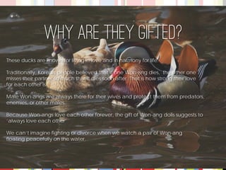 These ducks are known for living in love and in harmony for life. 
Traditionally, Korean people believed that if one Won-ang dies, the other one 
misses their partner so much that it dies soon after. That is how strong their love 
for each other is. 
Male Won-angs are always there for their wives and protect them from predators, 
enemies, or other males. 
Because Won-angs love each other forever, the gift of Won-ang dolls suggests to 
‘always love each other’ 
We can’t imagine fighting or divorce when we watch a pair of Won-ang 
floating peacefully on the water. 
Why are they gifted?  