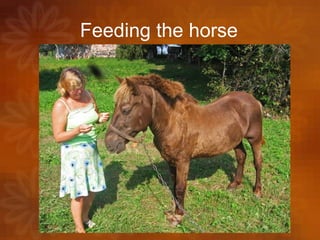 Feeding the horse 