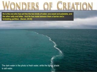 The dark water in the photo is fresh water, while the lighter shade
is salt water.
He is the one who has set free the two kinds of water, one sweet and palatable, and
the other salty and bitter. And He has made between them a barrier and a
forbidding partition. (Quran, 25:53)
 