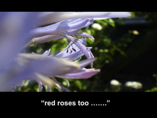 Wonderful World - Road trip to Perth, Australia 2007 | PPT