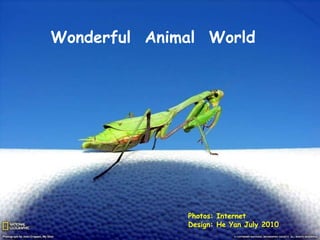 Photos: Internet  Design: He Yan July 2010 Wonderful  Animal  World 