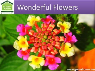 Wonderful Flowers




             www.greenhouse.am
 