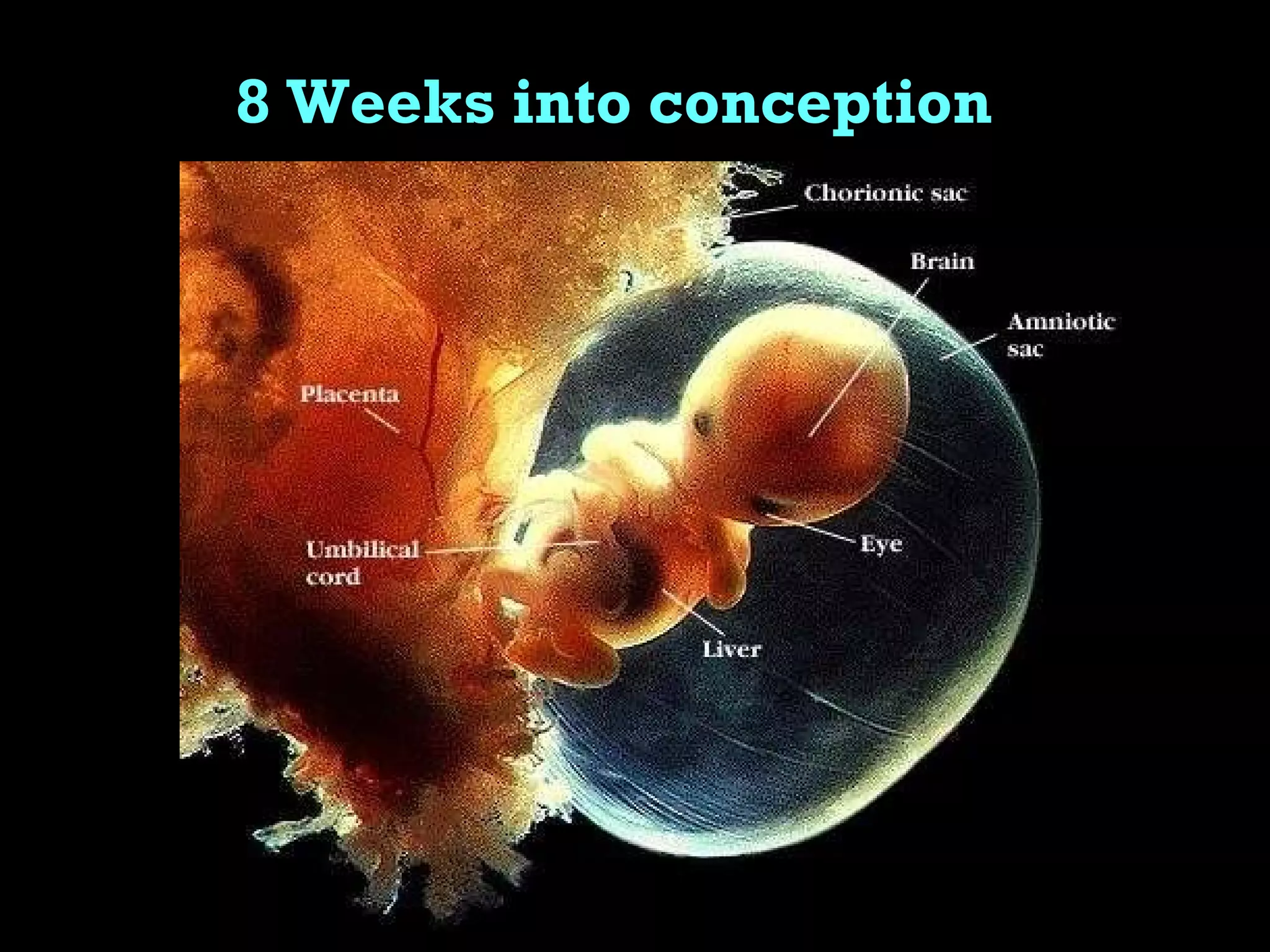 8 Weeks into conception 