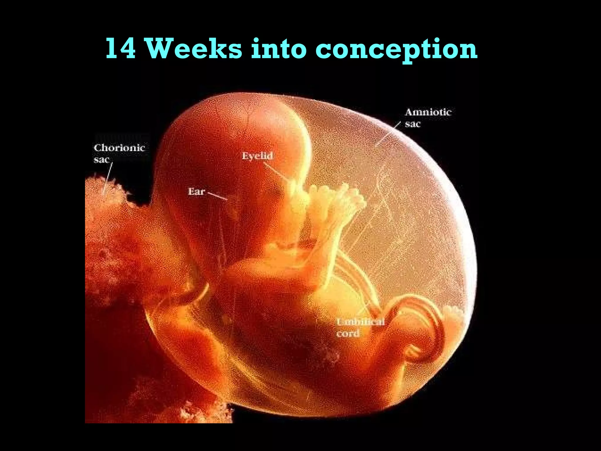 14 Weeks into conception 