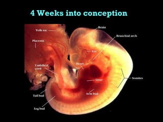 4 Weeks into conception 