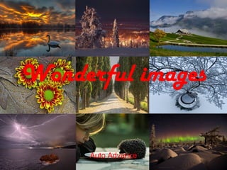 Wonderful images
Auto Advance
 