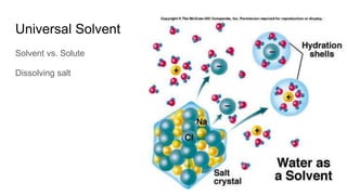 Universal Solvent
Solvent vs. Solute
Dissolving salt
 