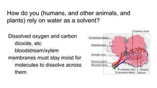 How do you (humans, and other animals, and
plants) rely on water as a solvent?
Dissolved oxygen and carbon
dioxide, etc
bloodstream/xylem
membranes must stay moist for
molecules to dissolve across
them
 