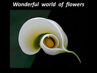 Wonderful  world  of  flowers 