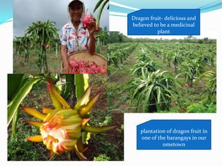 Dragon fruit- delicious and
believed to be a medicinal
plant
plantation of dragon fruit in
one of the barangays in our
ometown
 