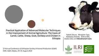 Practical Application of Advanced Molecular Techniques
in the Improvement of Animal Agriculture: The Cases of
Camel, Cattle, Sheep, Goat, Donkeys and Chicken in
Ethiopia
Tadelle Dessie, Mengistie Taye,
Adebabay Kebede, Kefena Effa,
Zewdu Edea and Wondmeneh Esatu
27 Annual Conference of Ethiopian Society of Animal Production (ESAP)
EIAR, Addis Ababa, 29–31 August 2019
 