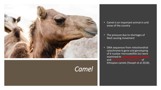 Practical application of advanced molecular techniques in the improvement of animal agriculture: The cases of camel, cattle, sheep, goat, donkeys and chicken in Ethiopia