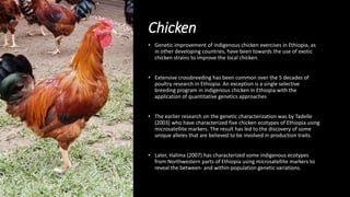 Practical application of advanced molecular techniques in the improvement of animal agriculture: The cases of camel, cattle, sheep, goat, donkeys and chicken in Ethiopia