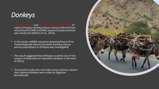 Practical application of advanced molecular techniques in the improvement of animal agriculture: The cases of camel, cattle, sheep, goat, donkeys and chicken in Ethiopia