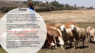 Practical application of advanced molecular techniques in the improvement of animal agriculture: The cases of camel, cattle, sheep, goat, donkeys and chicken in Ethiopia