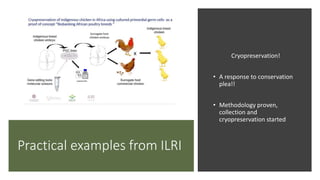 Practical application of advanced molecular techniques in the improvement of animal agriculture: The cases of camel, cattle, sheep, goat, donkeys and chicken in Ethiopia