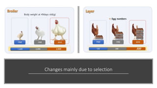 Practical application of advanced molecular techniques in the improvement of animal agriculture: The cases of camel, cattle, sheep, goat, donkeys and chicken in Ethiopia