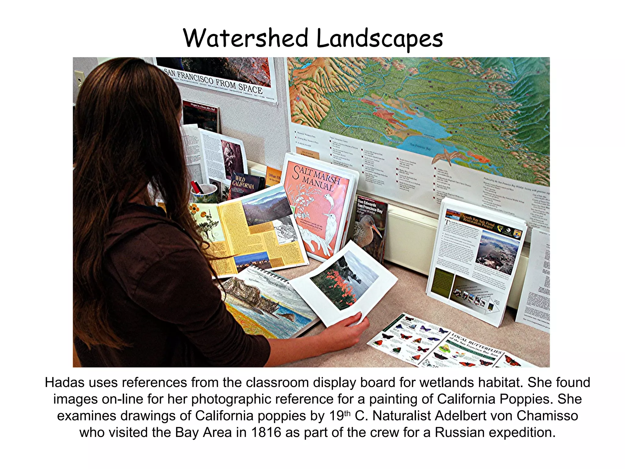 Watershed Landscapes Hadas uses references from the classroom display board for wetlands habitat. She found images on-line for her photographic reference for a painting of California Poppies. She examines drawings of California poppies by 19 th  C. Naturalist Adelbert von Chamisso who visited the Bay Area in 1816 as part of the crew for a Russian expedition. 