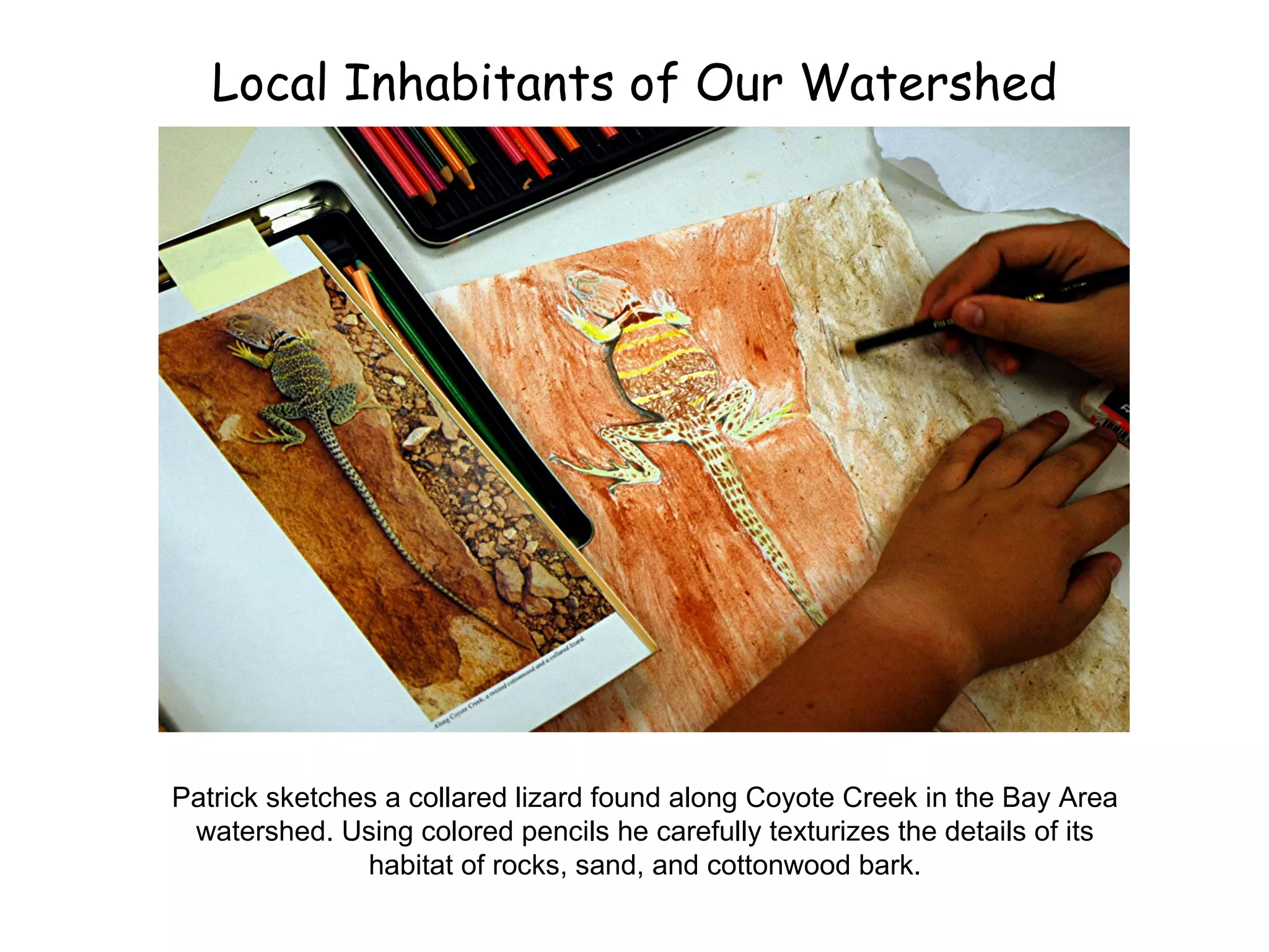 Local Inhabitants of Our Watershed Patrick sketches a collared lizard found along Coyote Creek in the Bay Area watershed. Using colored pencils he carefully texturizes the details of its habitat of rocks, sand, and cottonwood bark. 