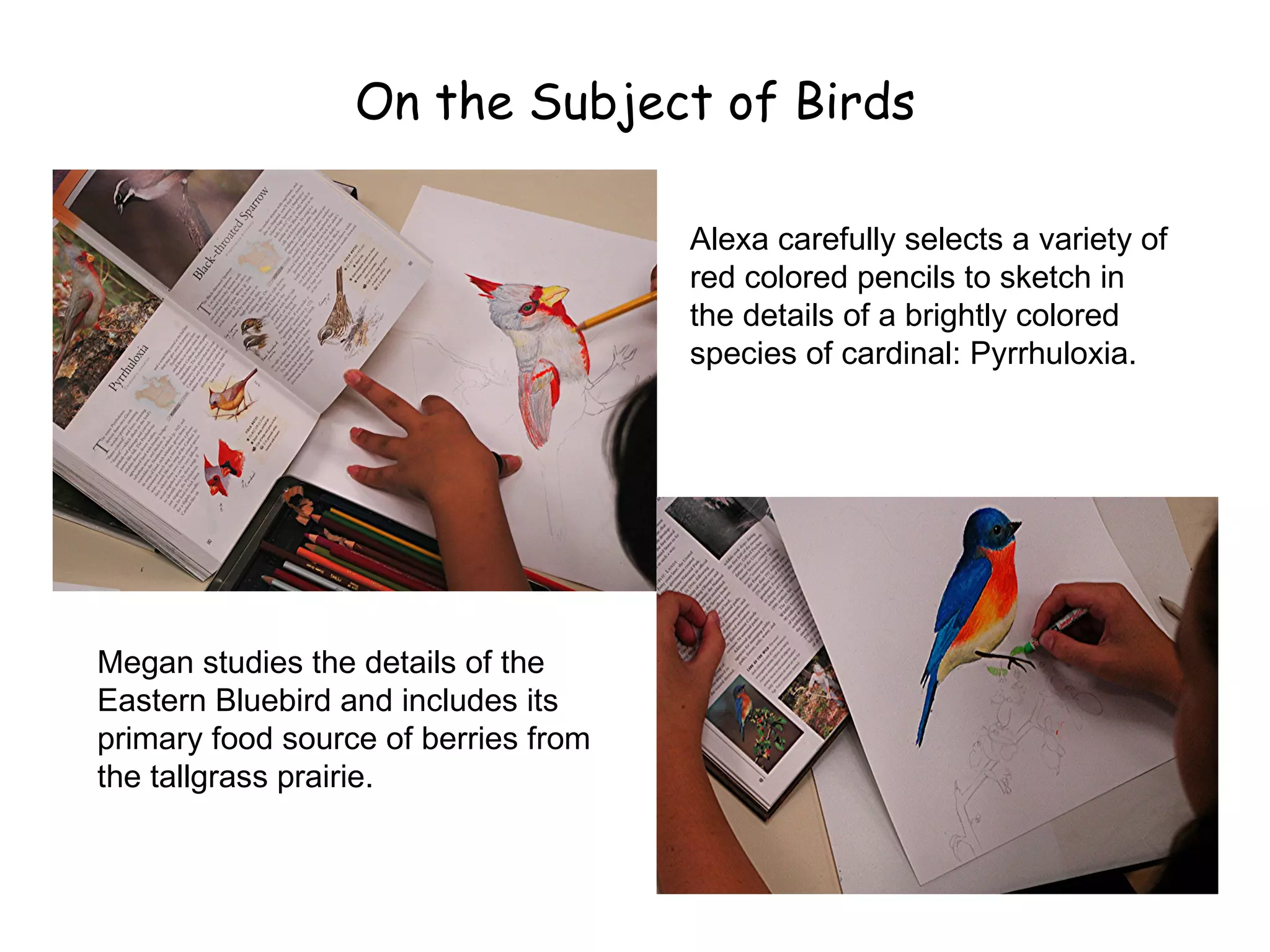 On the Subject of Birds Megan studies the details of the Eastern Bluebird and includes its primary food source of berries from the tallgrass prairie. Alexa carefully selects a variety of red colored pencils to sketch in the details of a brightly colored species of cardinal: Pyrrhuloxia. 