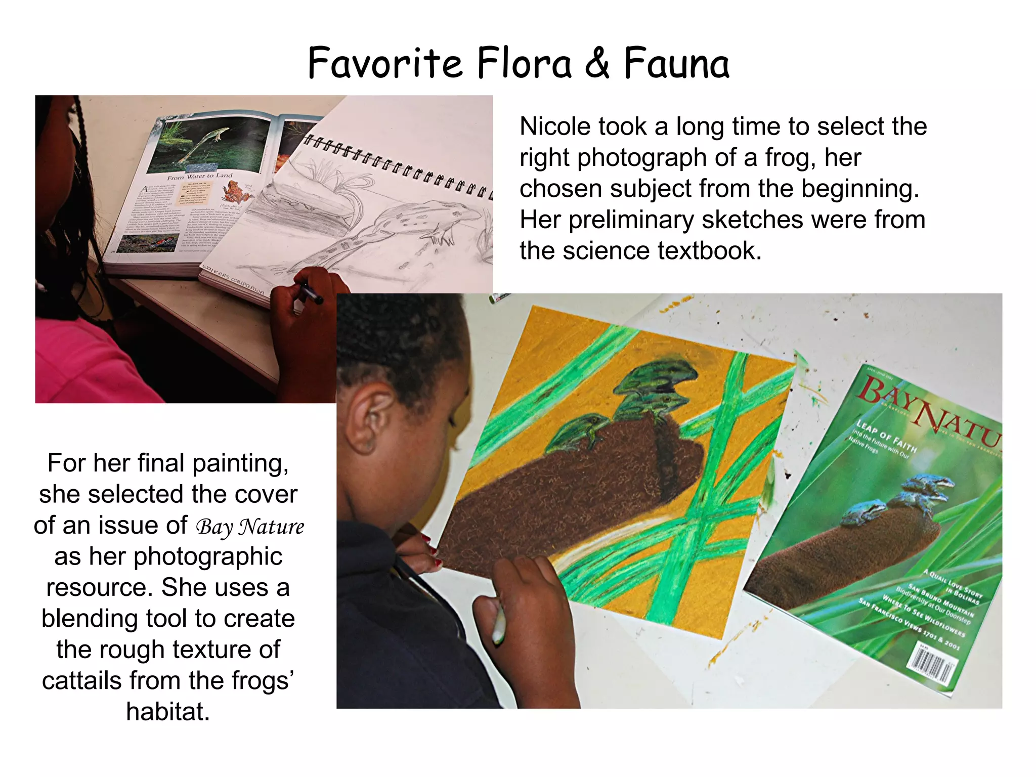 Favorite Flora & Fauna For her final painting, she selected the cover of an issue of  Bay Nature  as her photographic resource. She uses a blending tool to create the rough texture of cattails from the frogs’ habitat. Nicole took a long time to select the right photograph of a frog, her chosen subject from the beginning. Her preliminary sketches were from the science textbook. 