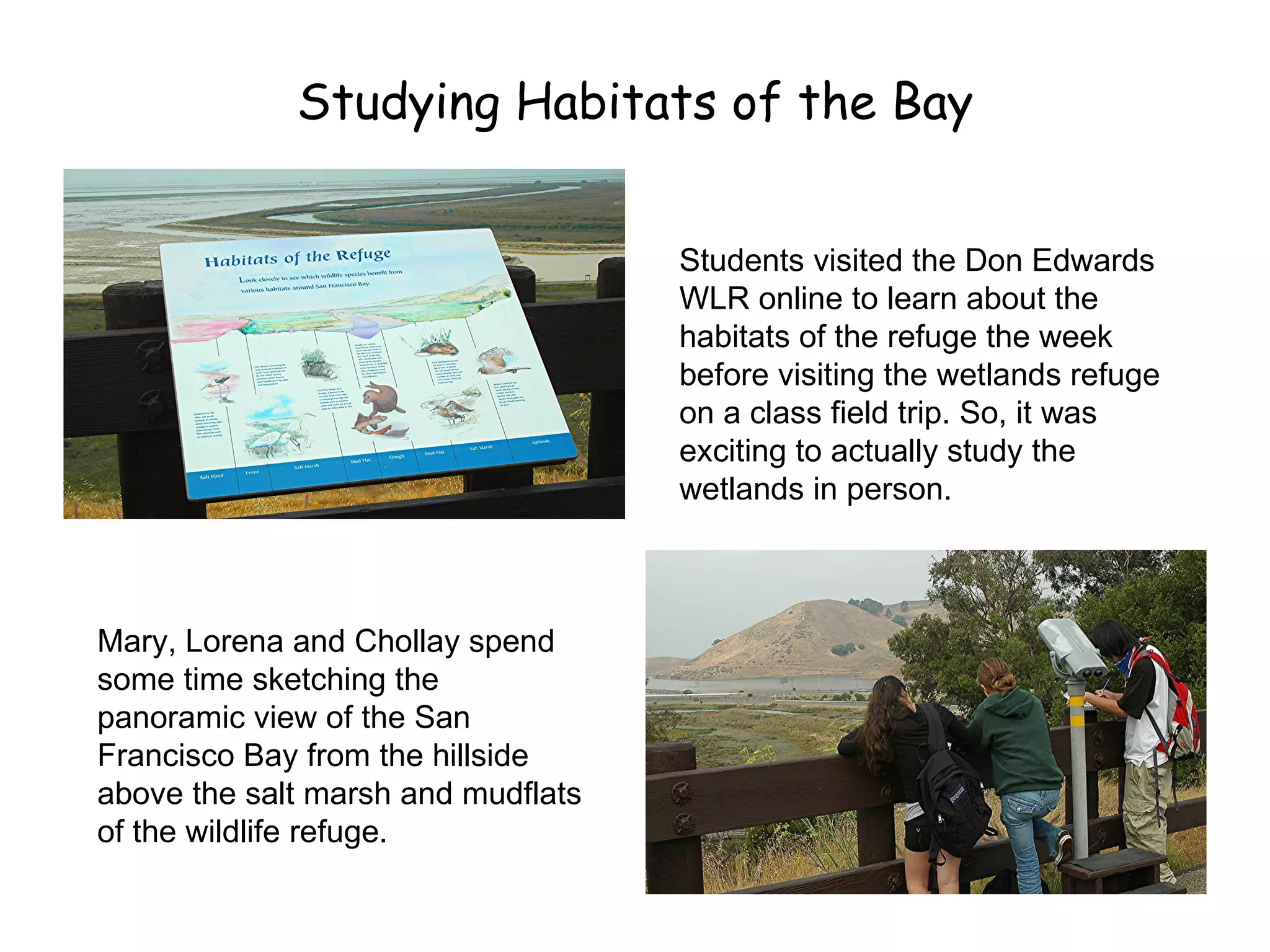 Studying Habitats of the Bay Students visited the Don Edwards WLR online to learn about the habitats of the refuge the week before visiting the wetlands refuge on a class field trip. So, it was exciting to actually study the wetlands in person. Mary, Lorena and Chollay spend some time sketching the panoramic view of the San Francisco Bay from the hillside above the salt marsh and mudflats of the wildlife refuge. 