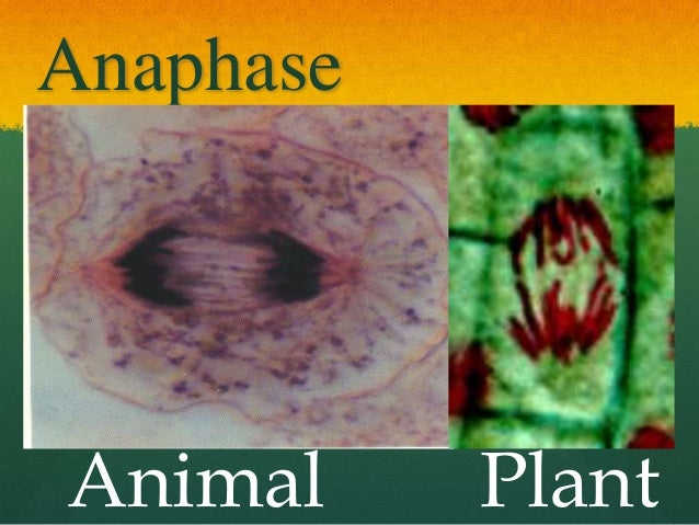 wong lp 6 animal vs plant mitosis venn diagram of plant cells and animal cells