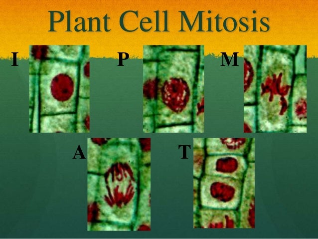 wong lp 6 animal vs plant mitosis generate venn diagram
