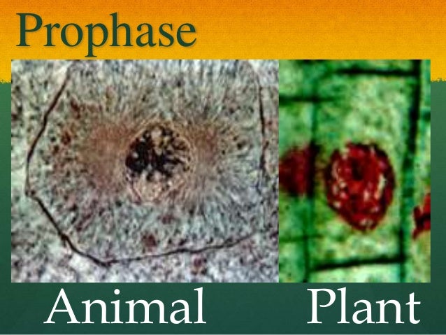 wong lp 6 animal vs plant mitosis a venn diagram of plant and animal cells