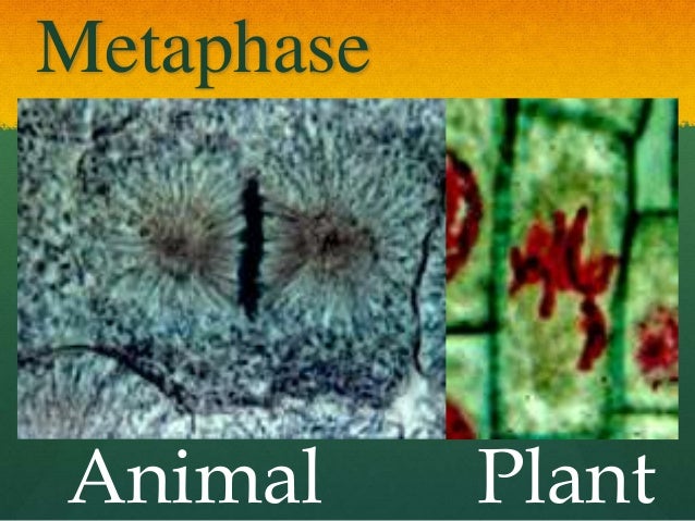 Wong. LP 6 Animal vs. Plant MItosis