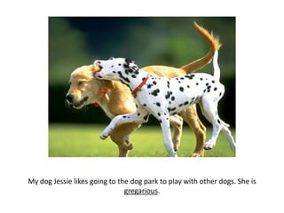 My dog Jessie likes going to the dog park to play with other dogs. She is gregarious.