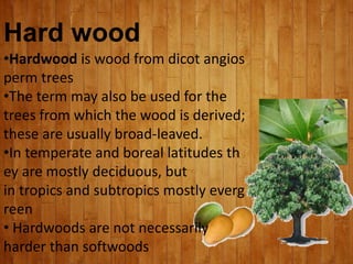 Hard wood
•Hardwood is wood from dicot angios
perm trees
•The term may also be used for the
trees from which the wood is derived;
these are usually broad-leaved.
•In temperate and boreal latitudes th
ey are mostly deciduous, but
in tropics and subtropics mostly everg
reen
• Hardwoods are not necessarily
harder than softwoods
 