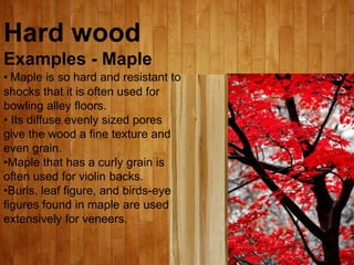 Hard wood
Examples - Maple
• Maple is so hard and resistant to
shocks that it is often used for
bowling alley floors.
• Its diffuse evenly sized pores
give the wood a fine texture and
even grain.
•Maple that has a curly grain is
often used for violin backs.
•Burls, leaf figure, and birds-eye
figures found in maple are used
extensively for veneers.
 