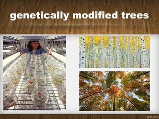 genetically modified trees
 