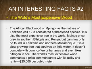 AN INTERESTING FACTS #2
• The Wold’s Most Expensive Wood
• The African Blackwood or Mpingo, as the natives of
Tanzania call it - is considered a threatened species. It is
also the most expensive tree in the world. Mpingo once
grew in southern Ethiopia and Kenya, but can now only
be found in Tanzania and northern Mozambique. It is a
slow-growing tree that survives on little water. It doesn’t
compete with corn, coffee or bananas and even fixes
nitrogen in soil. The world’s most expensive wood
commands a price commensurate with its utility and
rarity—$25,000 per cubic meter.
 