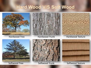 Hardwood Tree
Softwood Texture
Hardwood Trunk
Softwood TrunkSoftwood Tree
Hardwood Texture
 