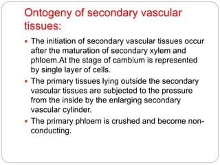 Ontogeny of secondary vascular
tissues:
 The initiation of secondary vascular tissues occur
after the maturation of secondary xylem and
phloem.At the stage of cambium is represented
by single layer of cells.
 The primary tissues lying outside the secondary
vascular tissues are subjected to the pressure
from the inside by the enlarging secondary
vascular cylinder.
 The primary phloem is crushed and become non-
conducting.
 