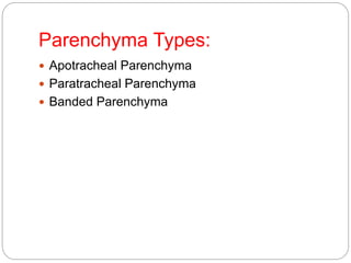 Parenchyma Types:
 Apotracheal Parenchyma
 Paratracheal Parenchyma
 Banded Parenchyma
 