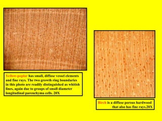 Comprehensive Study of Wood Anatomy: Structure, Growth, and Types | PPT