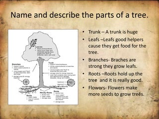 Name and describe the parts of a tree.
• Trunk – A trunk is huge
• Leafs –Leafs good helpers
cause they get food for the
tree.
• Branches- Braches are
strong they grow leafs.
• Roots –Roots hold up the
tree and it is really good.
• Flowers- Flowers make
more seeds to grow trees.
 