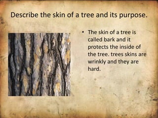 Describe the skin of a tree and its purpose.
• The skin of a tree is
called bark and it
protects the inside of
the tree. trees skins are
wrinkly and they are
hard.
 