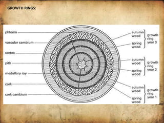 GROWTH RINGS:
 