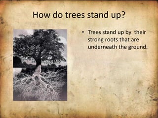 How do trees stand up?
• Trees stand up by their
strong roots that are
underneath the ground.
 