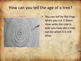 How can you tell the age of a tree?
• You can tell by the rings
when you cut it down.
How wide the tree is
tells you how old a tree
can be when it is still
alive.
 