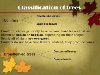 Classification of trees
Conifers
Broadleaved trees
Needle-like leaves
Scale-like leaves
Compound leaves
Simple leaves
Coniferous trees generally have narrow, hard leaves that are
known as scales or needles, depending on their shape.
Nearly all of them are evergreen.
Conifers do not have true flowers; instead, they produce cones.
 
