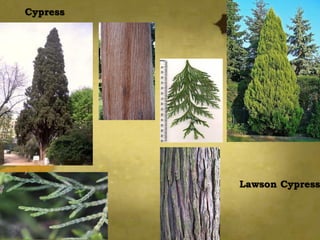 Cypress
Lawson Cypress
 