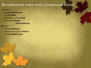 Broadleaved trees with compound leaves
 Serrate
 (scaly) Service tree
 (scaly) Elder
 (vertical cracking) Ash
 (smooth) Rowan
Horse chestnut
Entire
 (linear) Mimosa
 (ovate-lanceolate) Walnut
 (ovate) Black locust
 