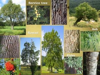 Service tree
Elder
Ash
Rowan
 